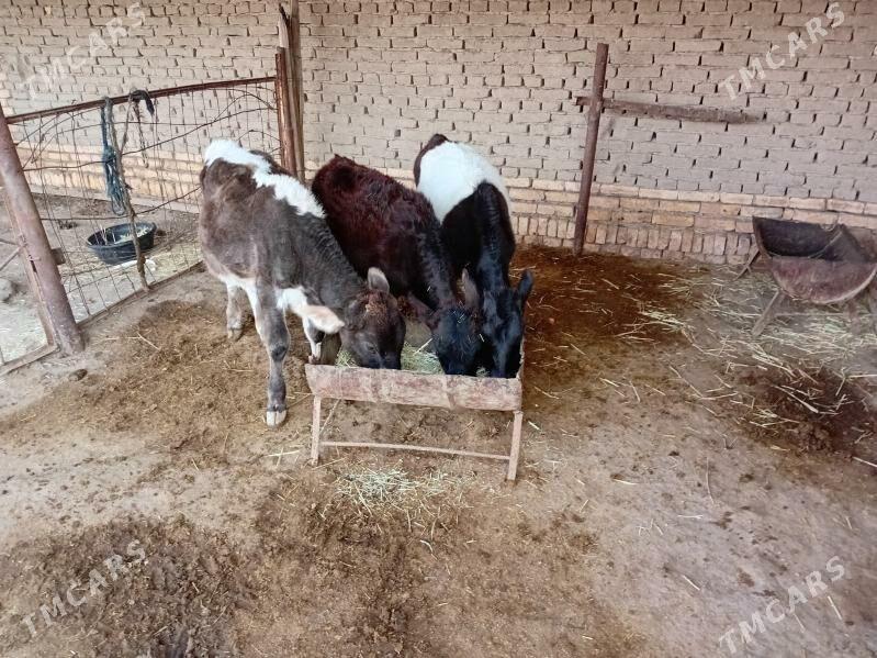 göleler - Türkmengala - img 1