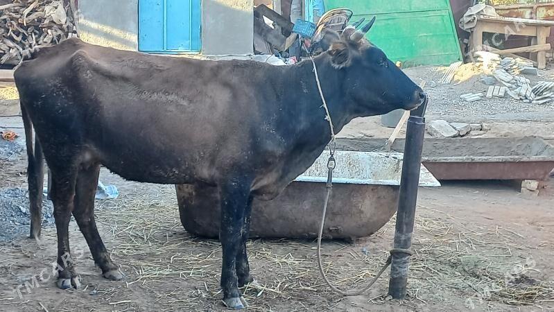 goleli sygyr - Babadaýhan - img 2