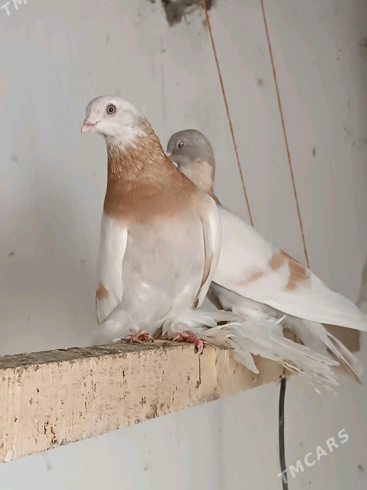 Kepderi - Mary - img 2