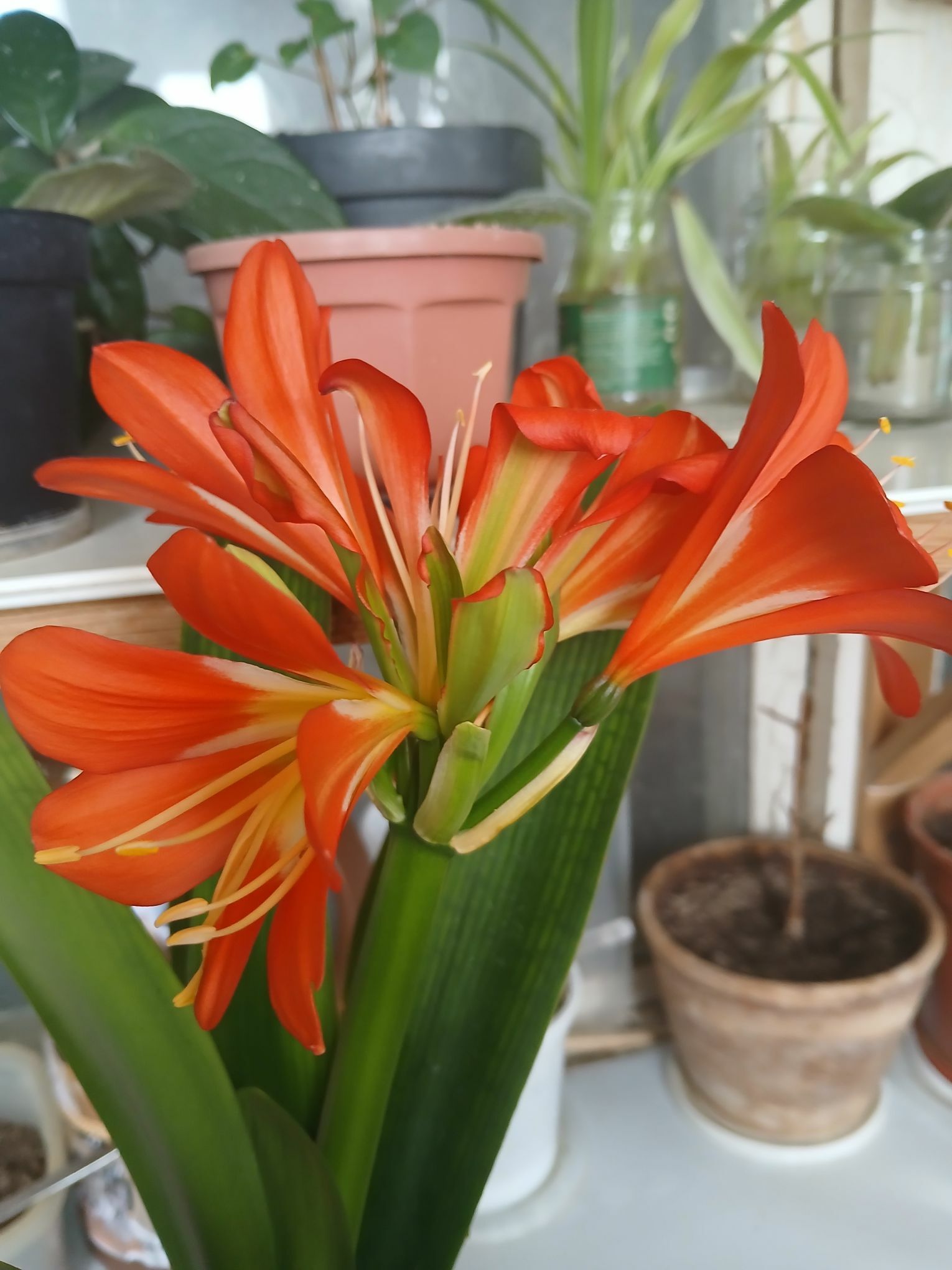 красивоцветущие домашние цветы - Ашхабад - img 5