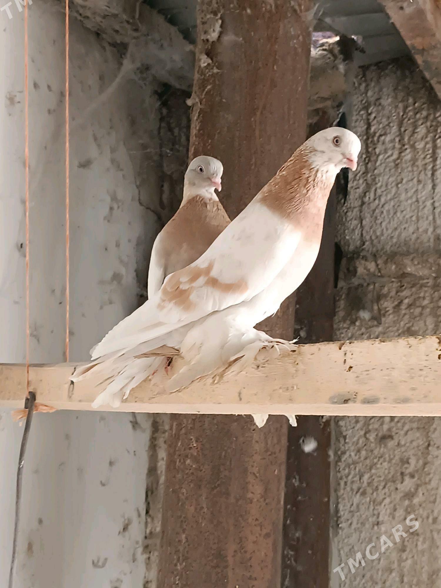 Kepderi - Mary - img 3