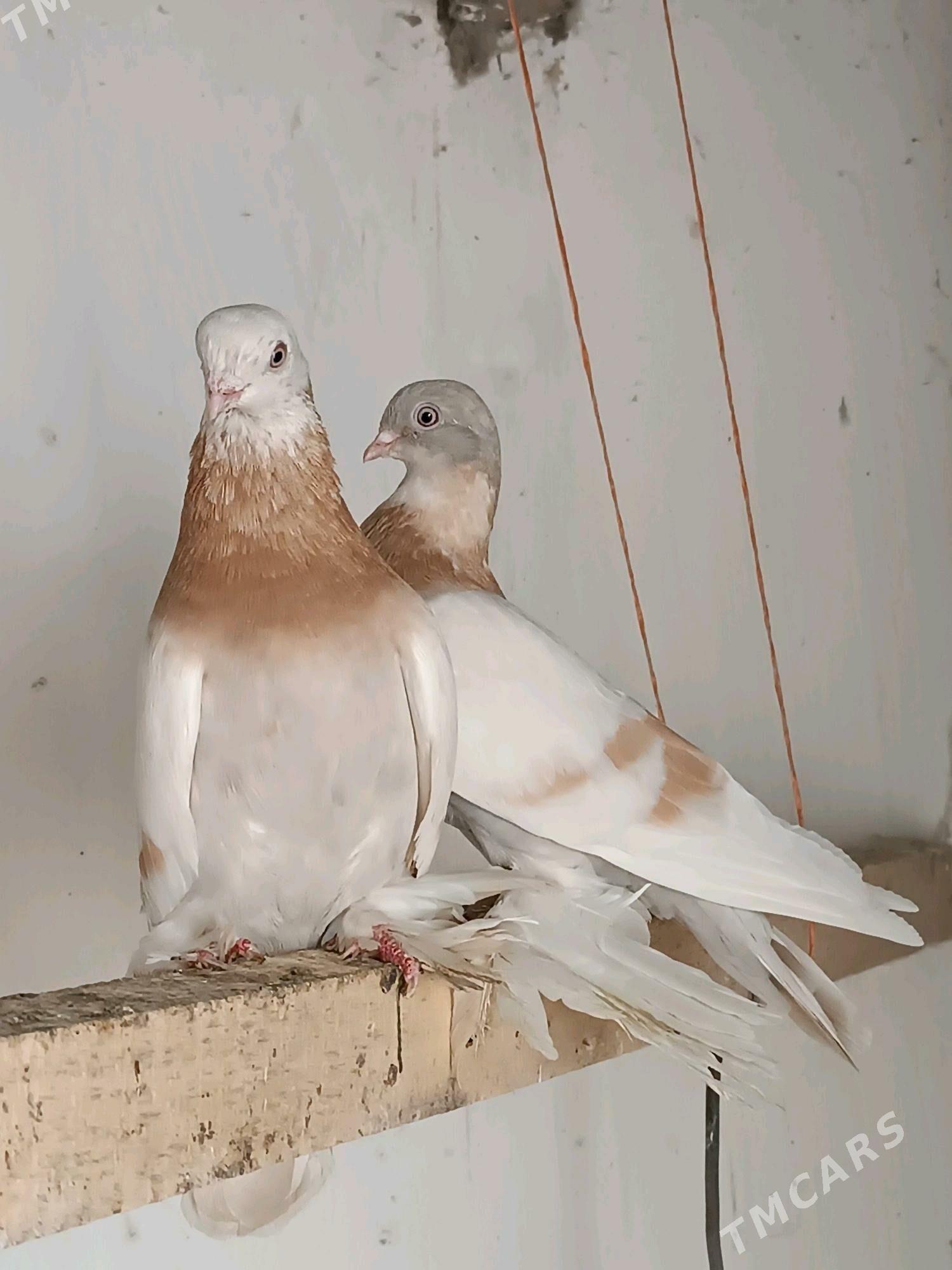 Kepderi - Mary - img 4