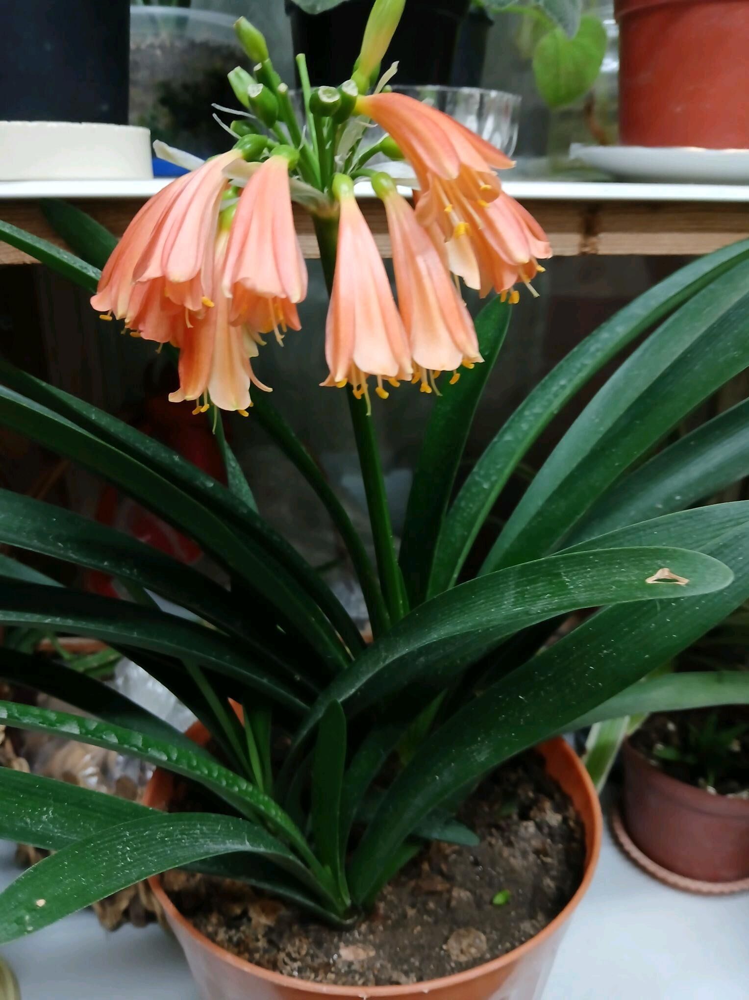 красивоцветущие домашние цветы - Ашхабад - img 7