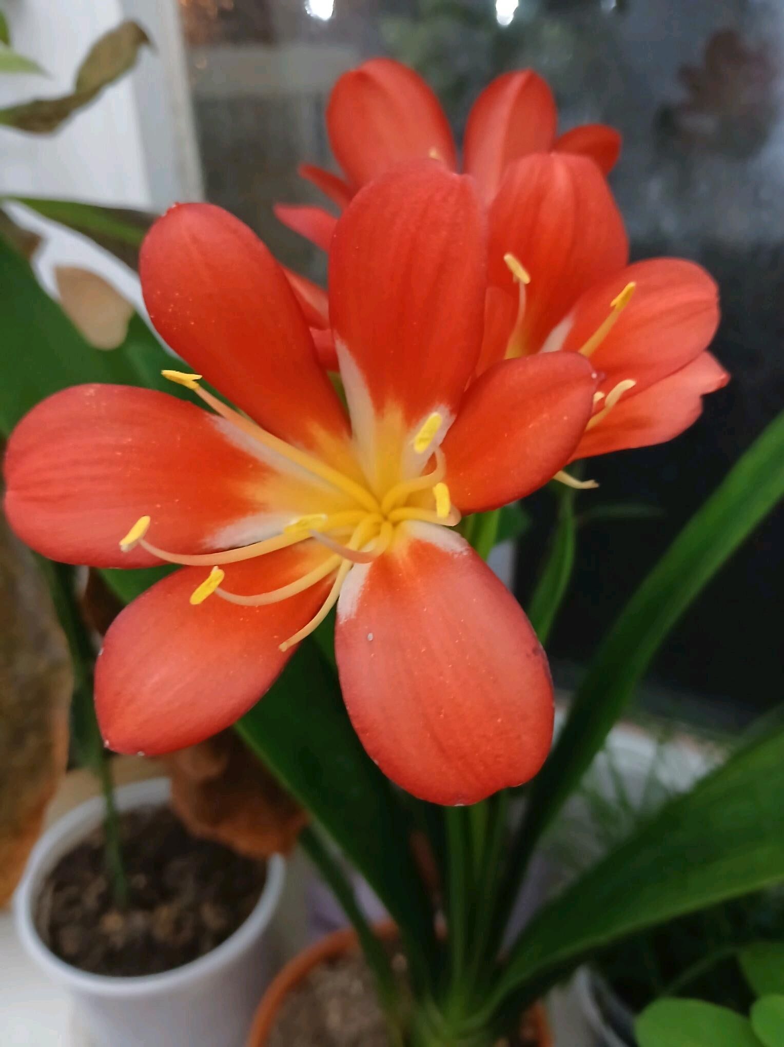 красивоцветущие домашние цветы - Ашхабад - img 8