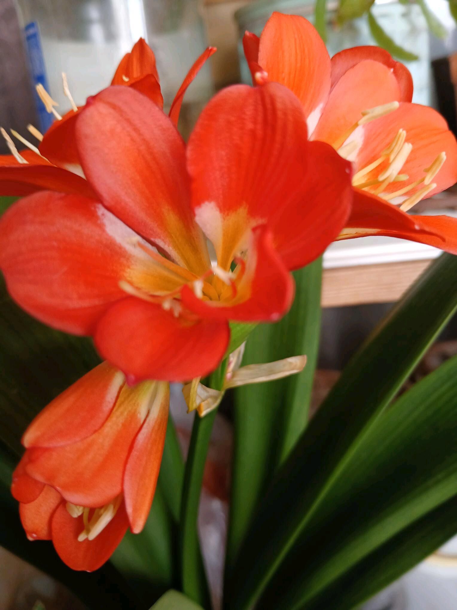 красивоцветущие домашние цветы - Ашхабад - img 6