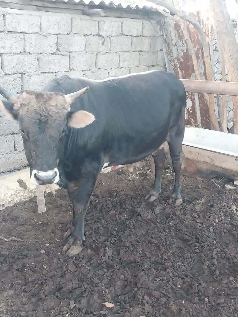 okuz - Şor daça - img 2