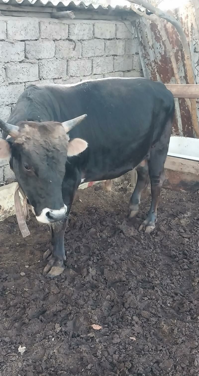 okuz - Şor daça - img 3