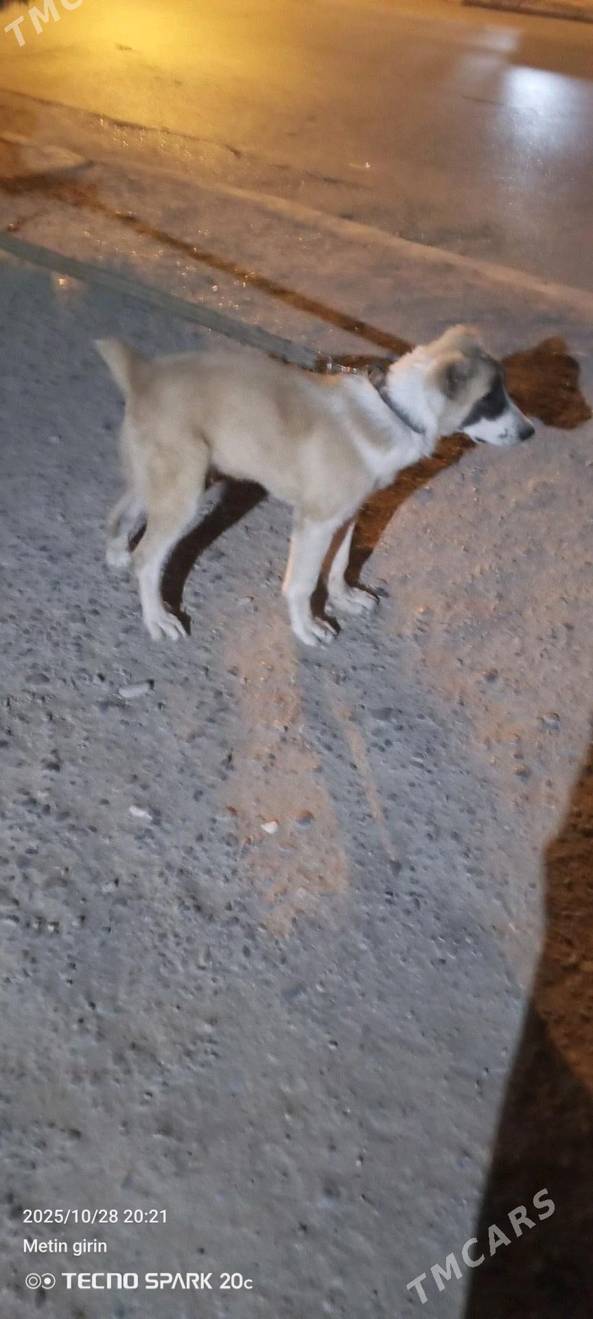 Yeke - Büzmeýin - img 2