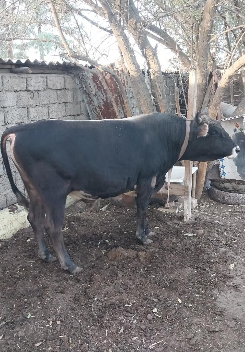 okuz - Şor daça - img 4