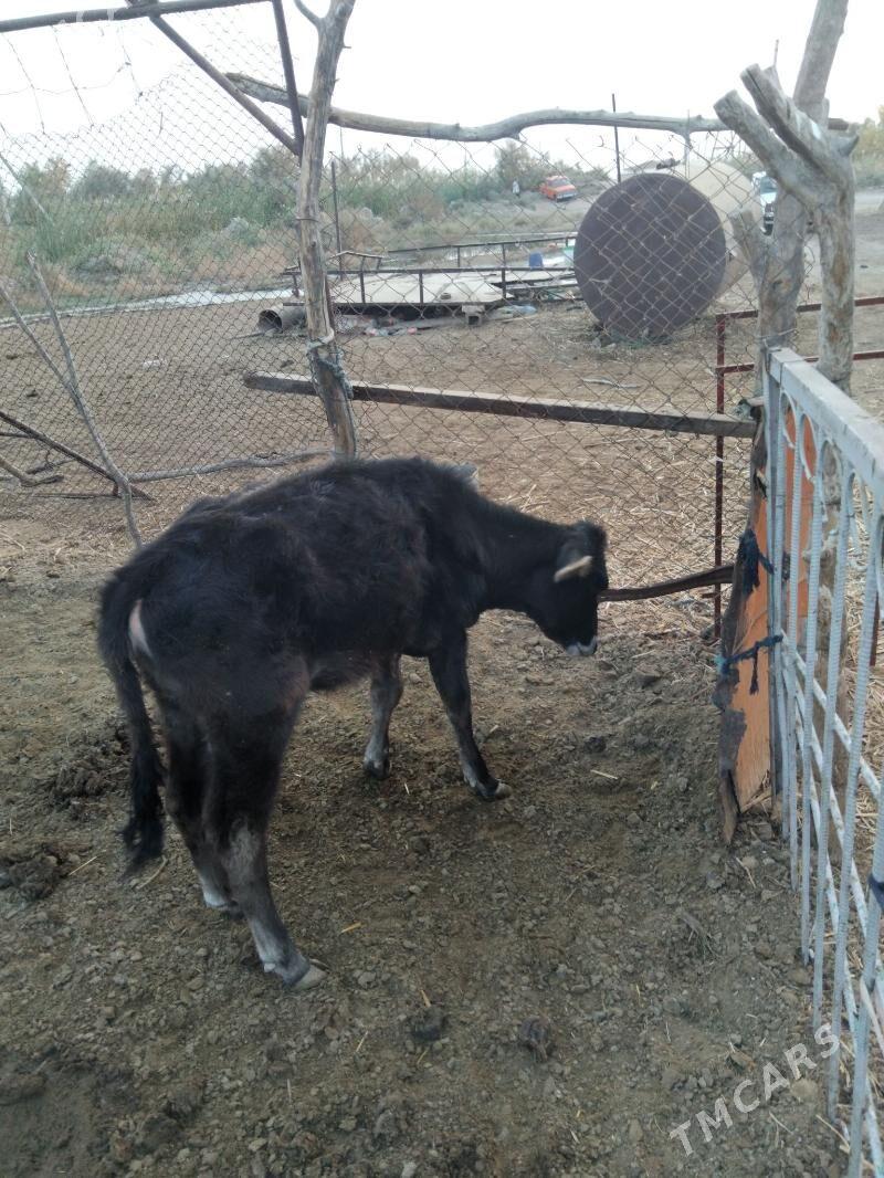 tuwe gole - Теджен - img 1