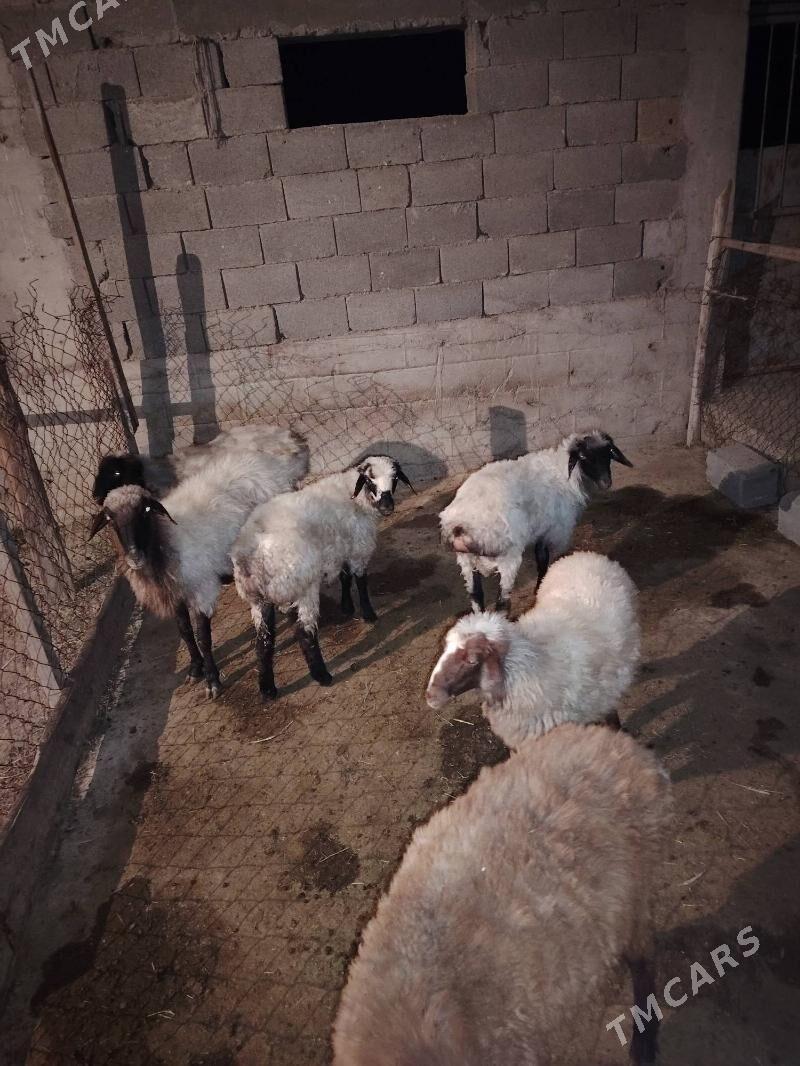 Goyun - Бахарден - img 3