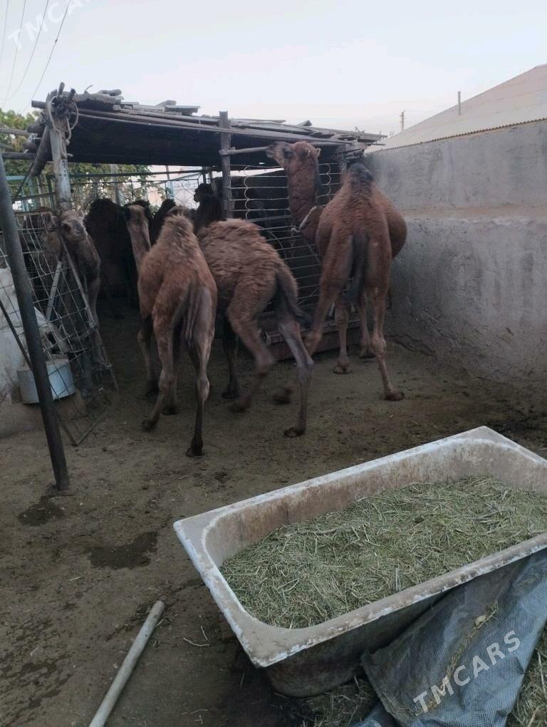 Torum ogsuk - Джебел - img 6