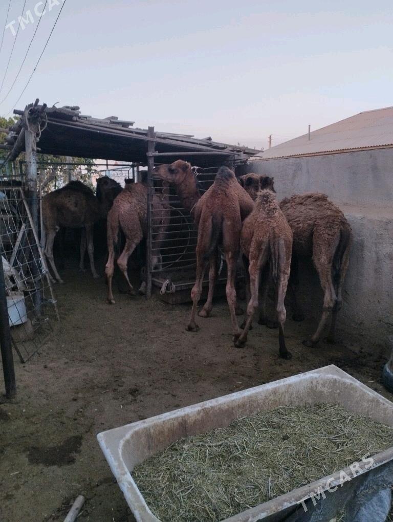 Torum ogsuk - Джебел - img 5