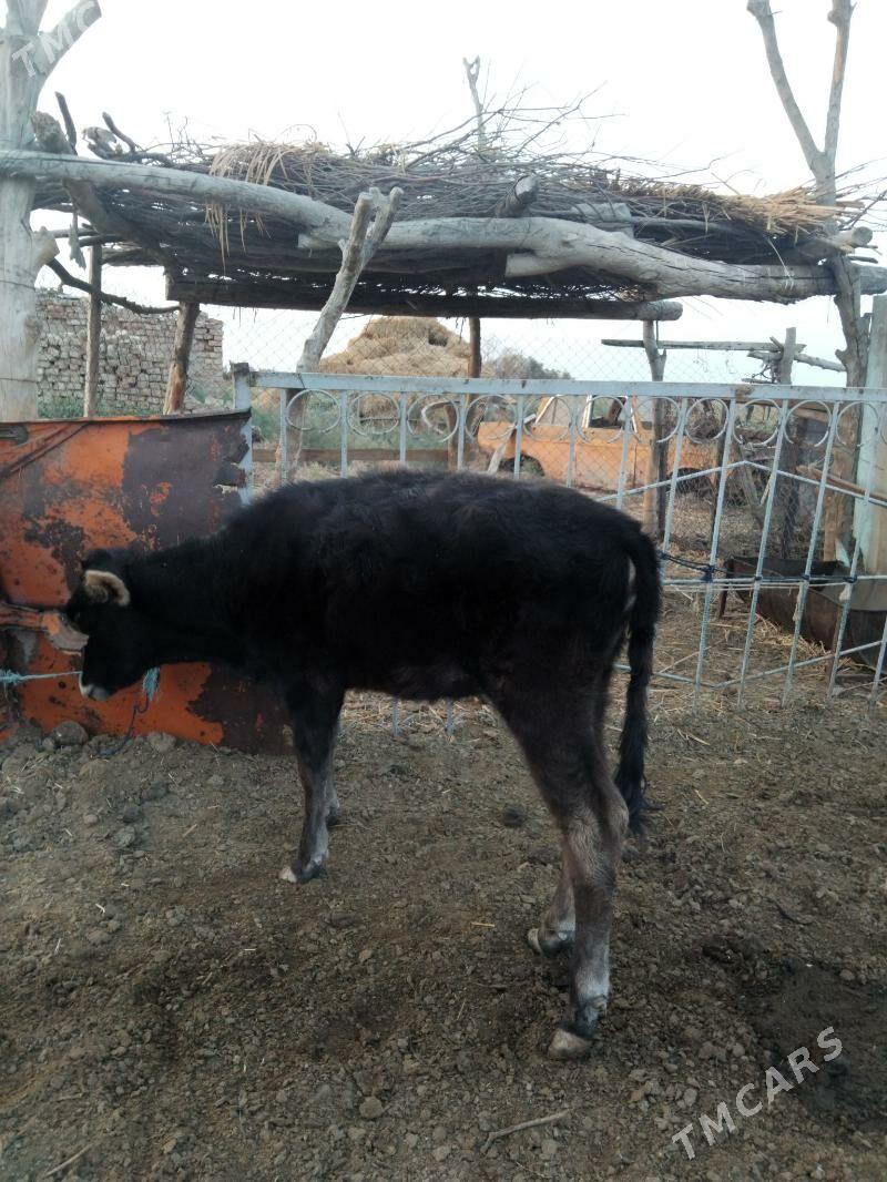 tuwe gole - Теджен - img 2