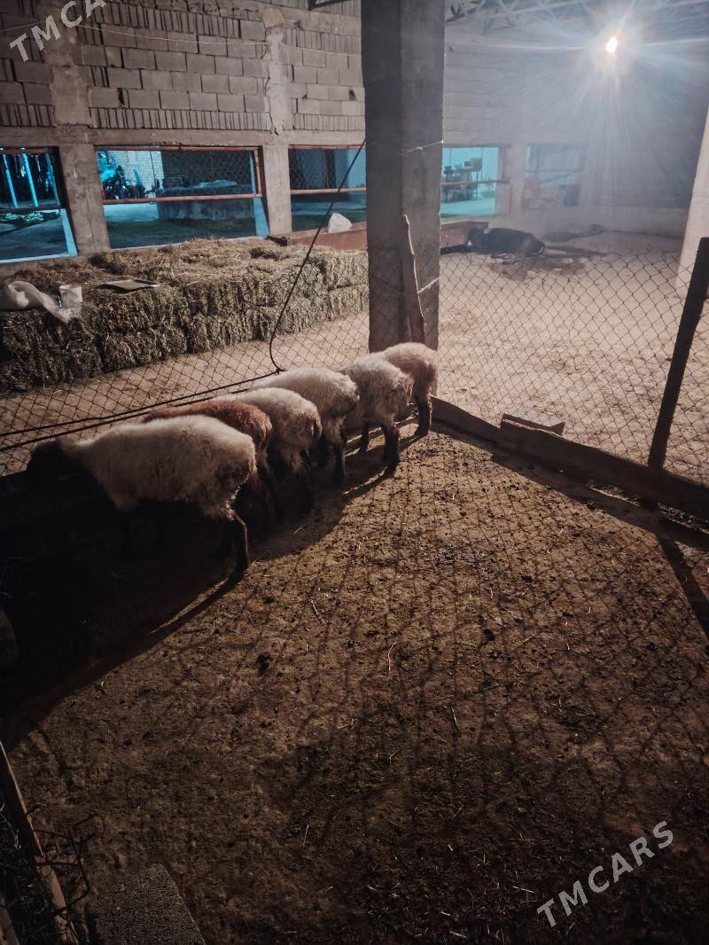 Goyun - Бахарден - img 1