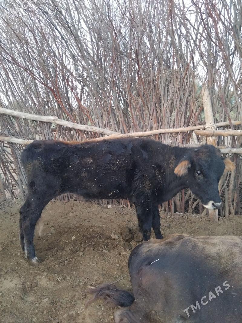 tuwe gole - Теджен - img 5