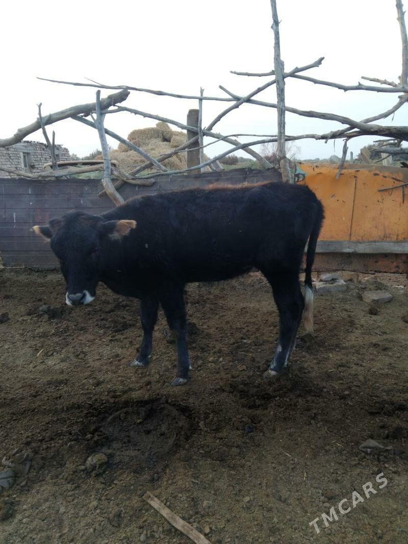 tuwe gole - Теджен - img 6