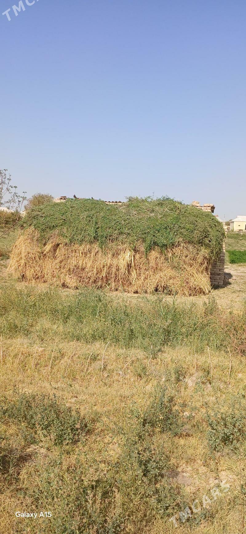 ot ýorunja arassaja - Murgap - img 1