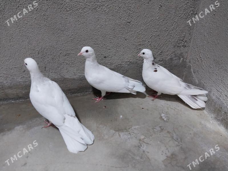 kepderi - Гызыларбат - img 1