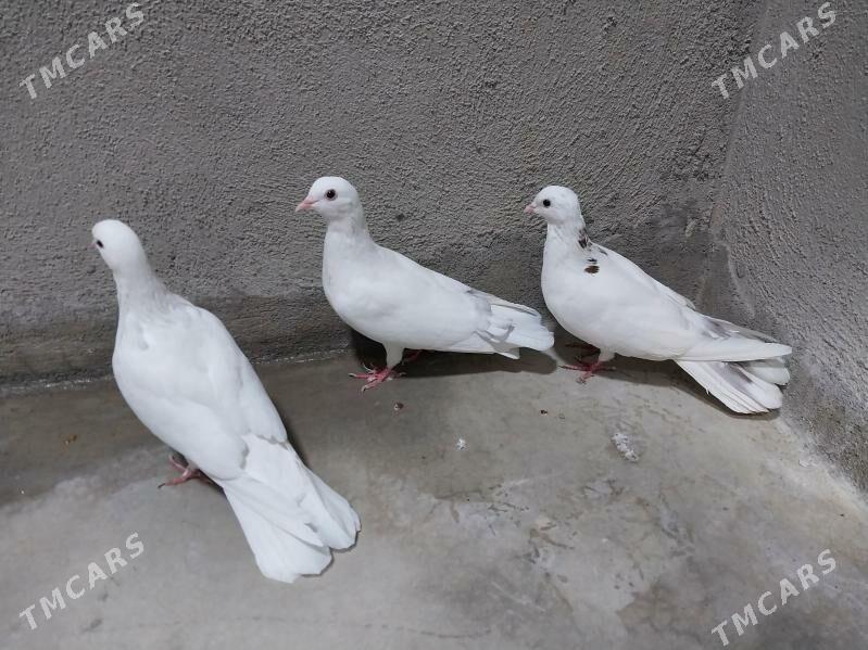 kepderi - Гызыларбат - img 2