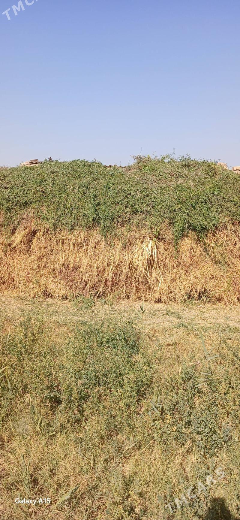 ot ýorunja arassaja - Murgap - img 2