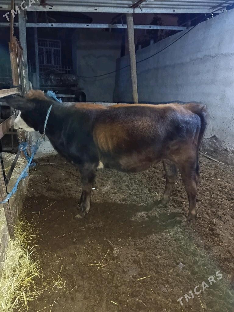 Gibrit tuwe - Bagyr - img 2