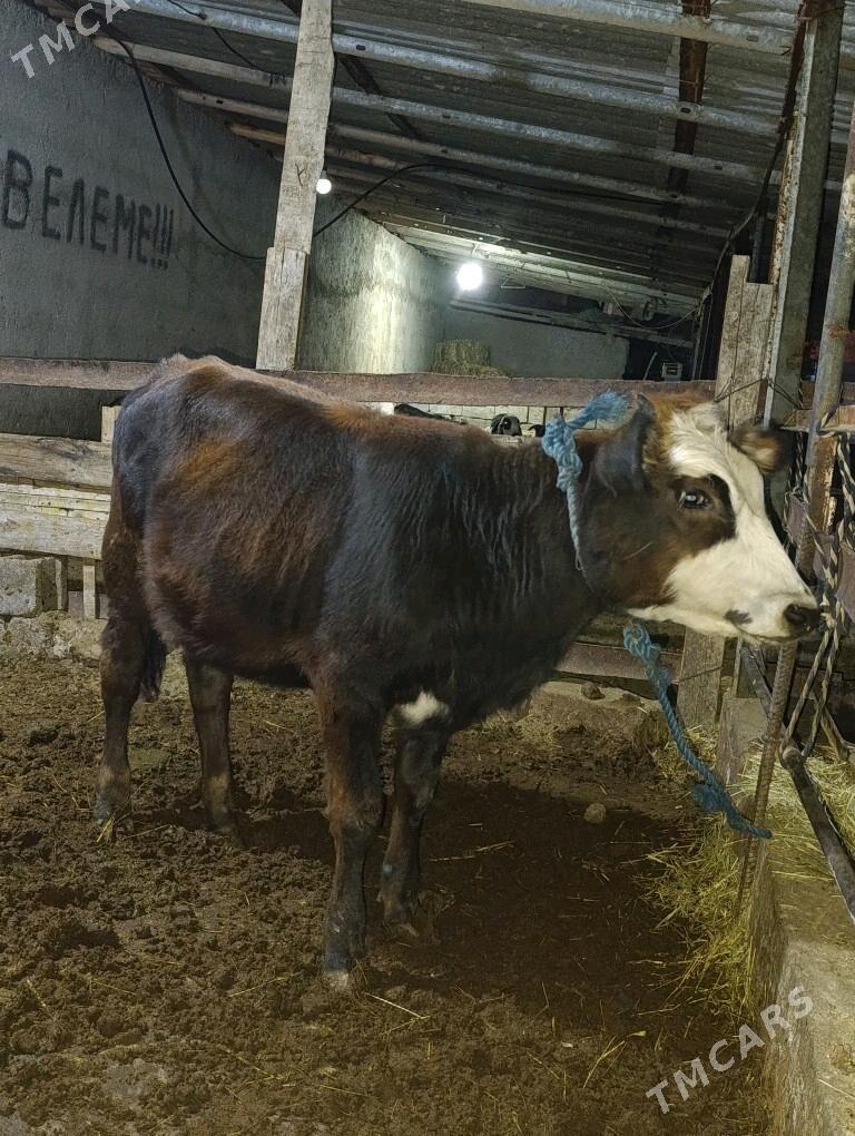 Gibrit tuwe - Bagyr - img 1