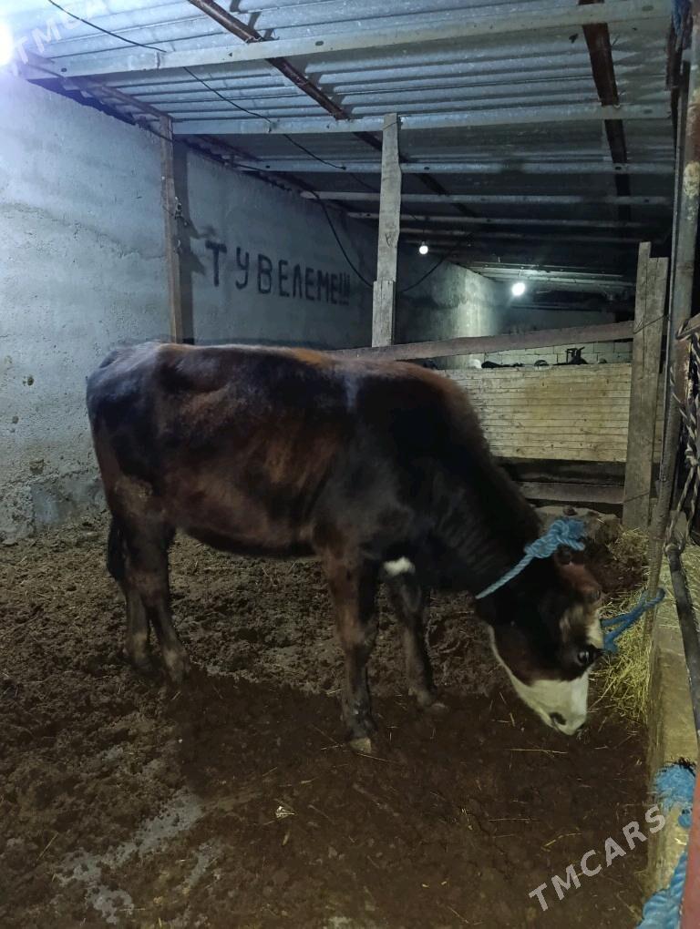 Gibrit tuwe - Bagyr - img 3