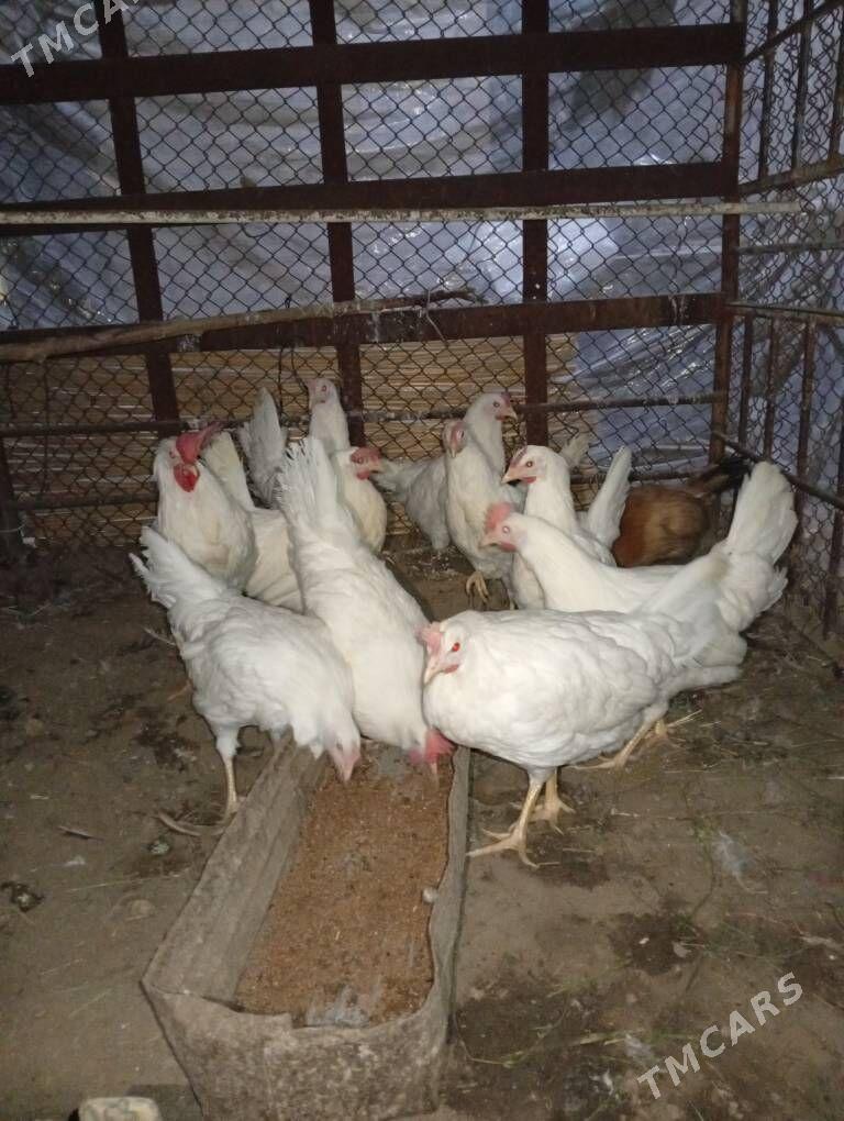 Yaasajyk legorin towuk - Wekilbazar - img 3