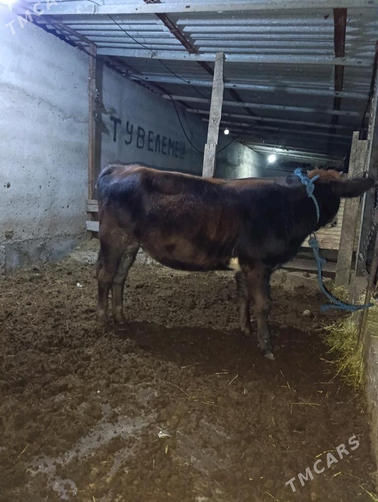 Gibrit tuwe - Bagyr - img 4