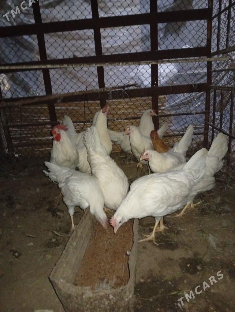 Yaasajyk legorin towuk - Wekilbazar - img 4