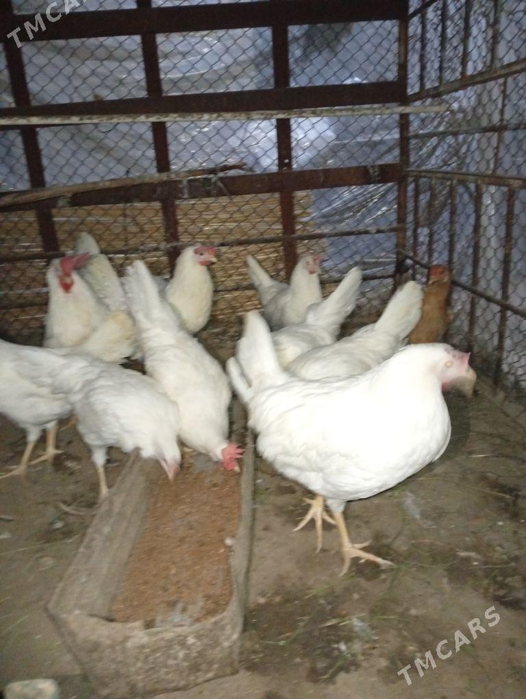 Yaasajyk legorin towuk - Wekilbazar - img 1