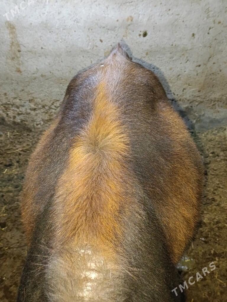 Gibrit tuwe - Bagyr - img 5