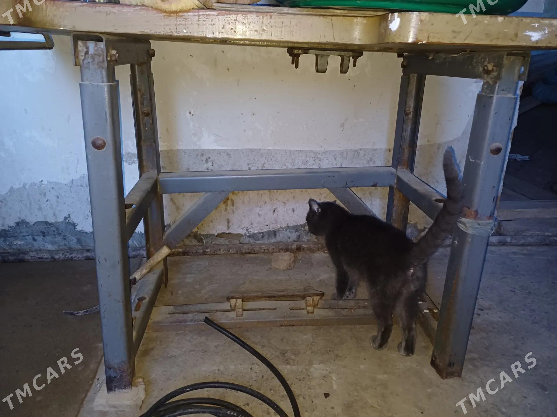 Tikin maşin - Дашогуз - img 1