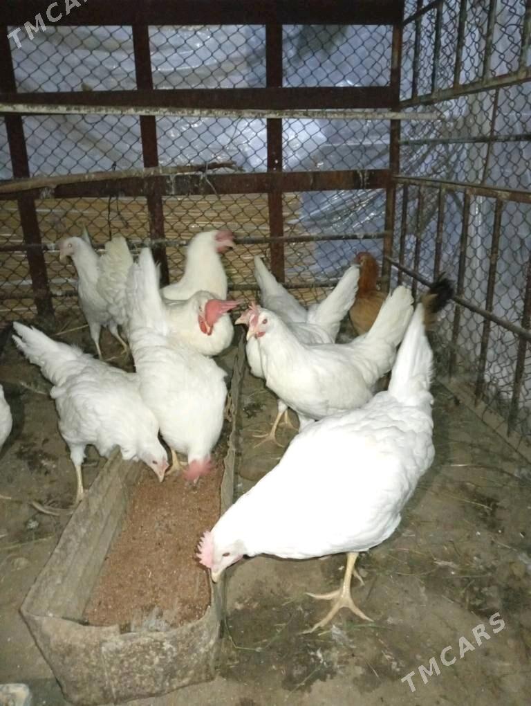 Yaasajyk legorin towuk - Wekilbazar - img 2