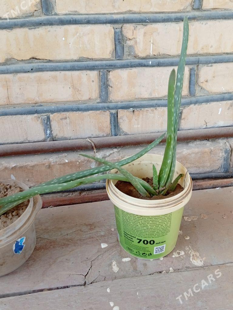 Aloe , Tenne gül, şansiverya - Wekilbazar - img 2