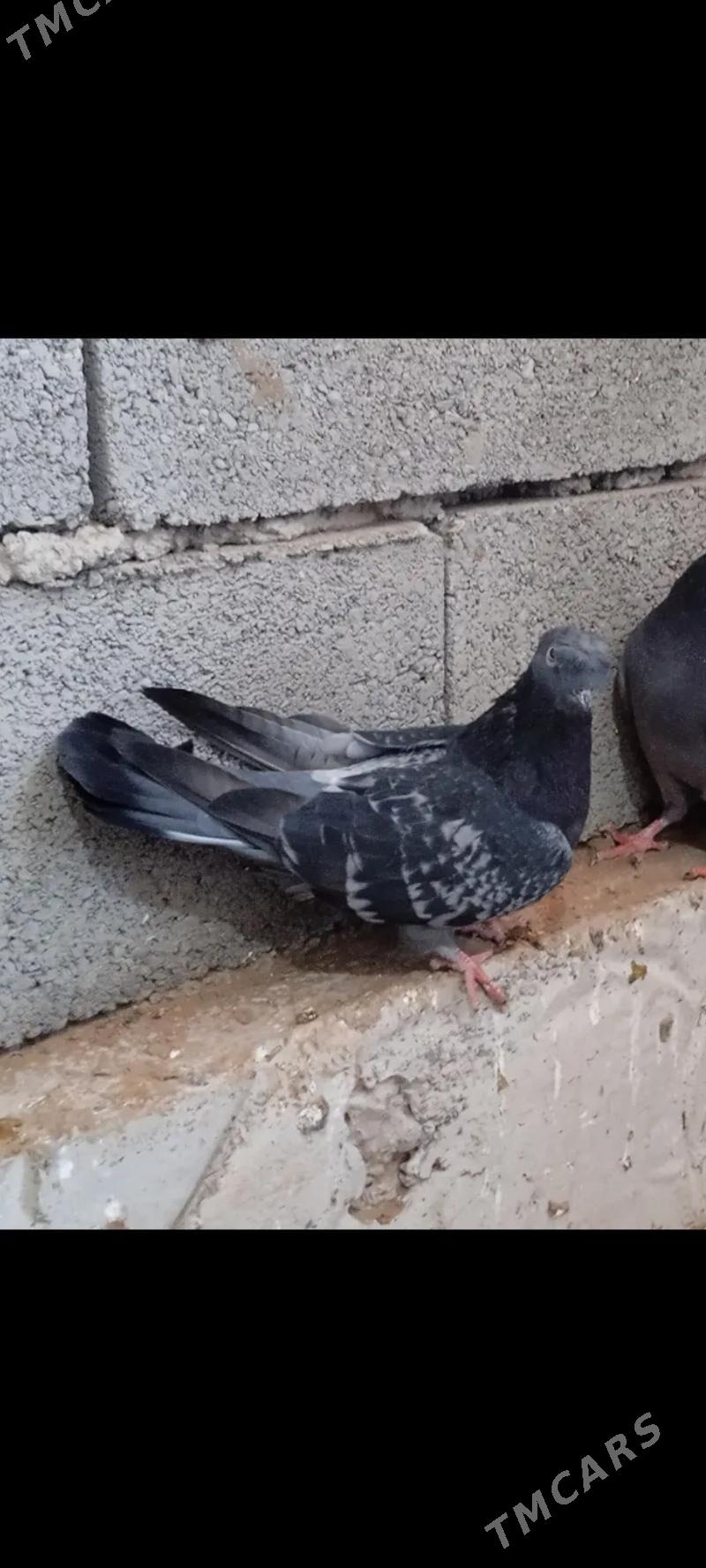 kepderi - Tejen - img 2