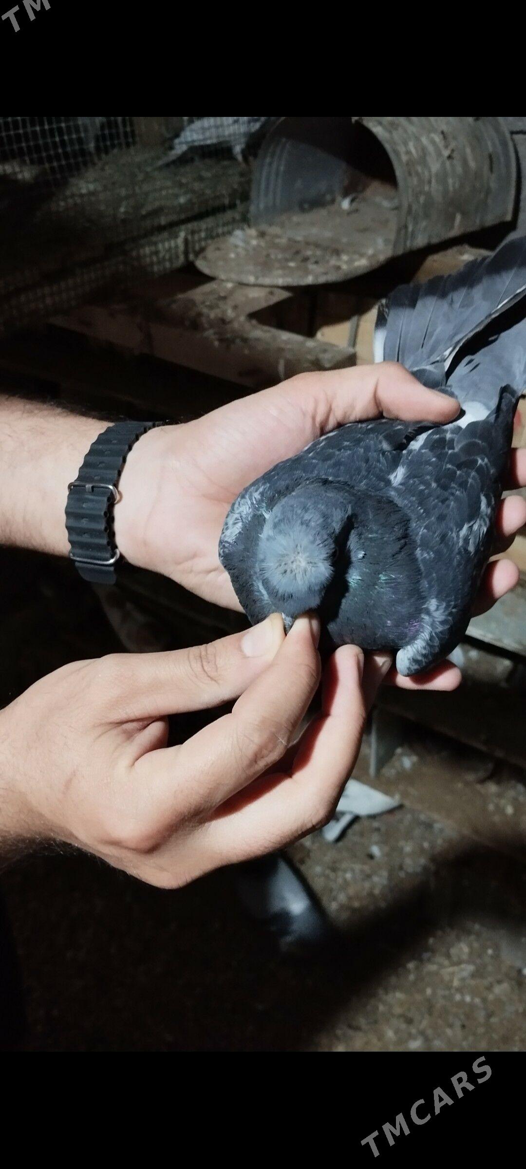 kepderi - Tejen - img 3