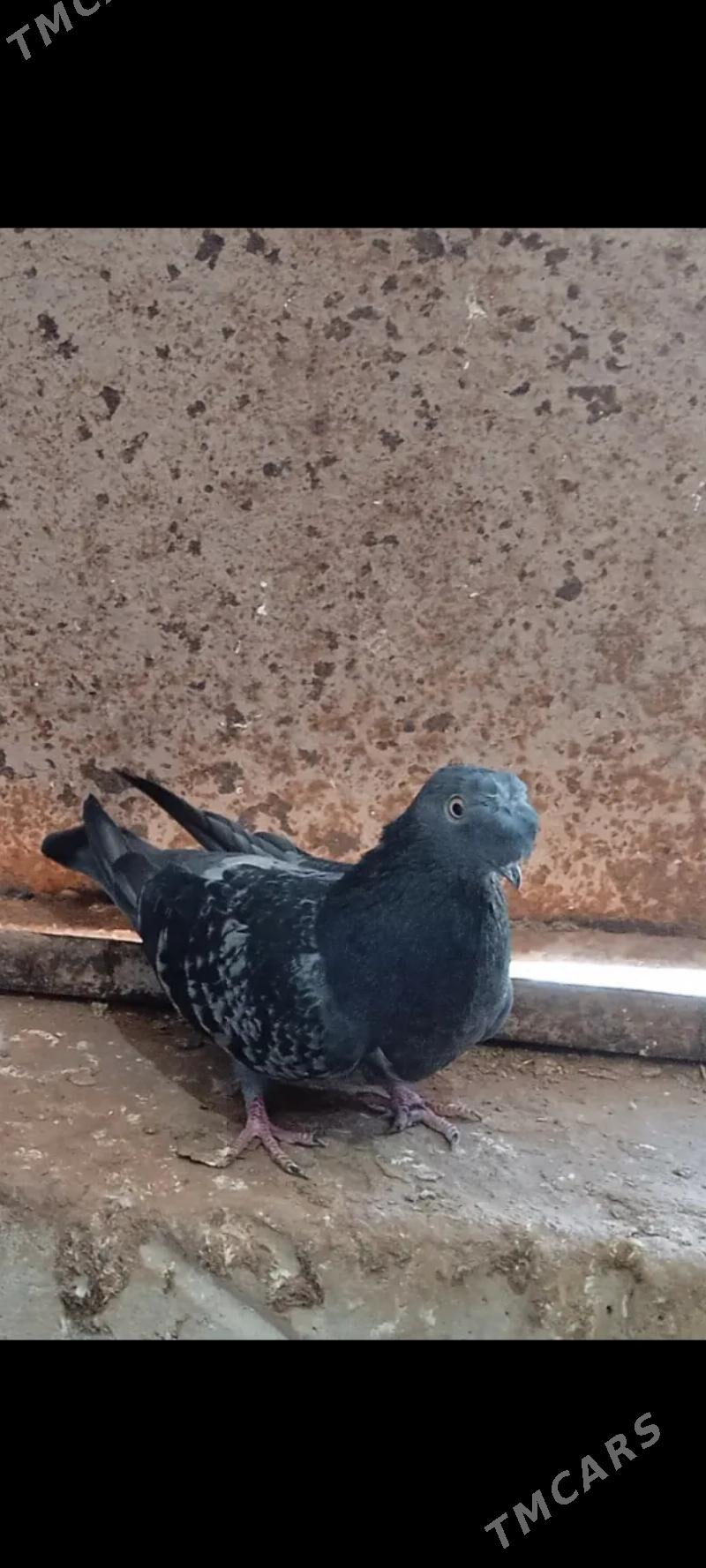 kepderi - Tejen - img 4