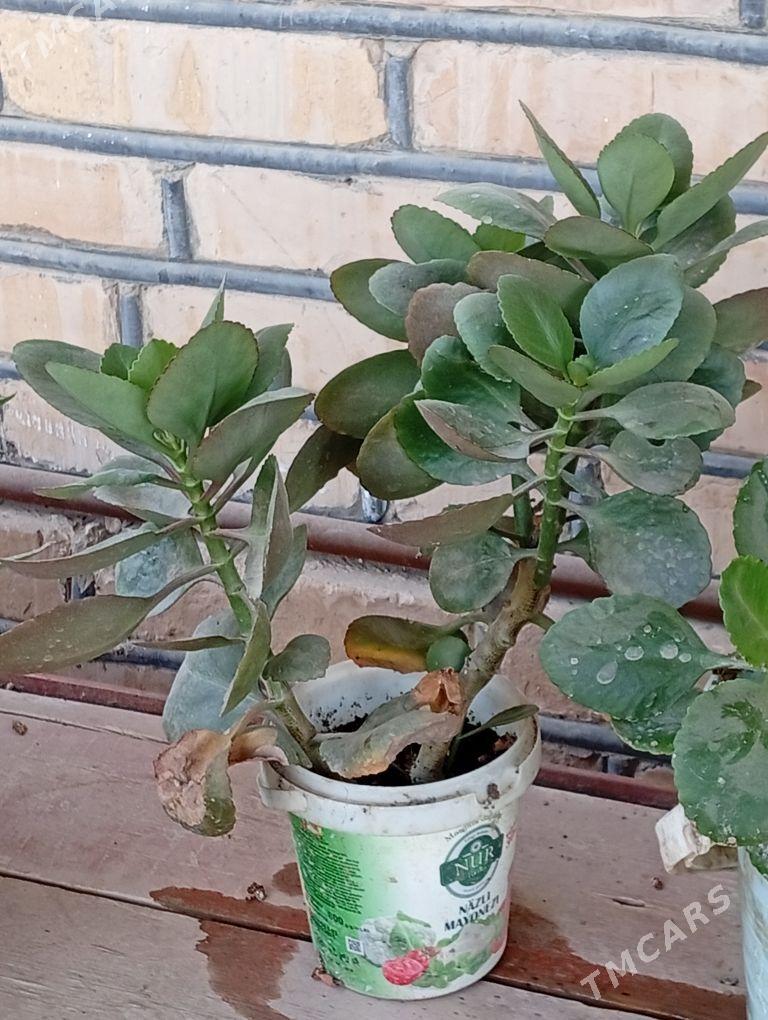 Aloe , Tenne gül, şansiverya - Wekilbazar - img 4