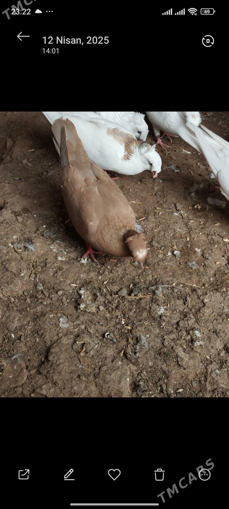 kepderi - Tejen - img 2