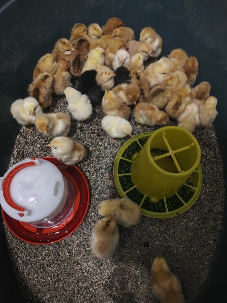 Ýumurtgany inkubatorda - Ашхабад - img 3