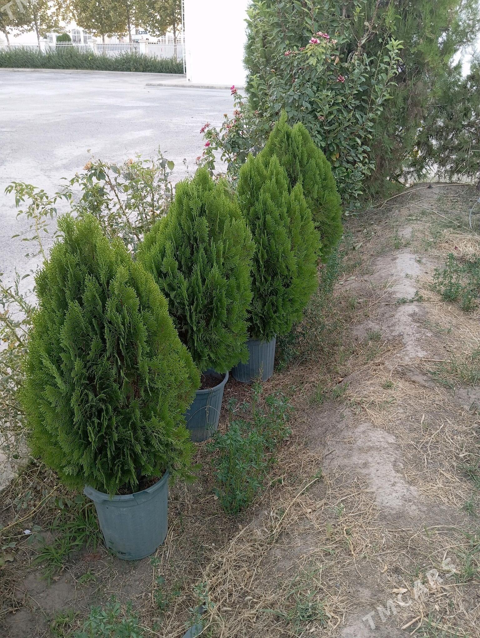 owadan dekratiwni baglar - Arzuw - img 2