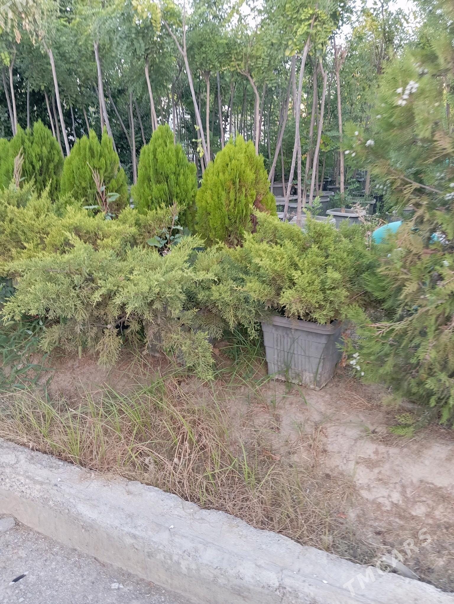 owadan dekratiwni baglar - Arzuw - img 3