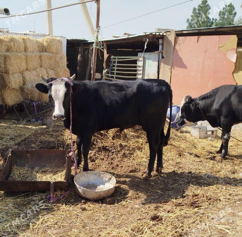 okiz - Чоганлы - img 1