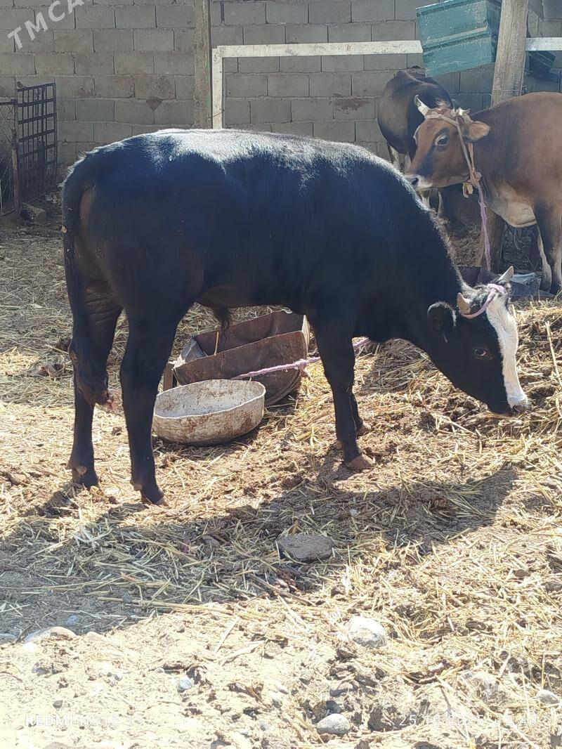 okiz - Чоганлы - img 2