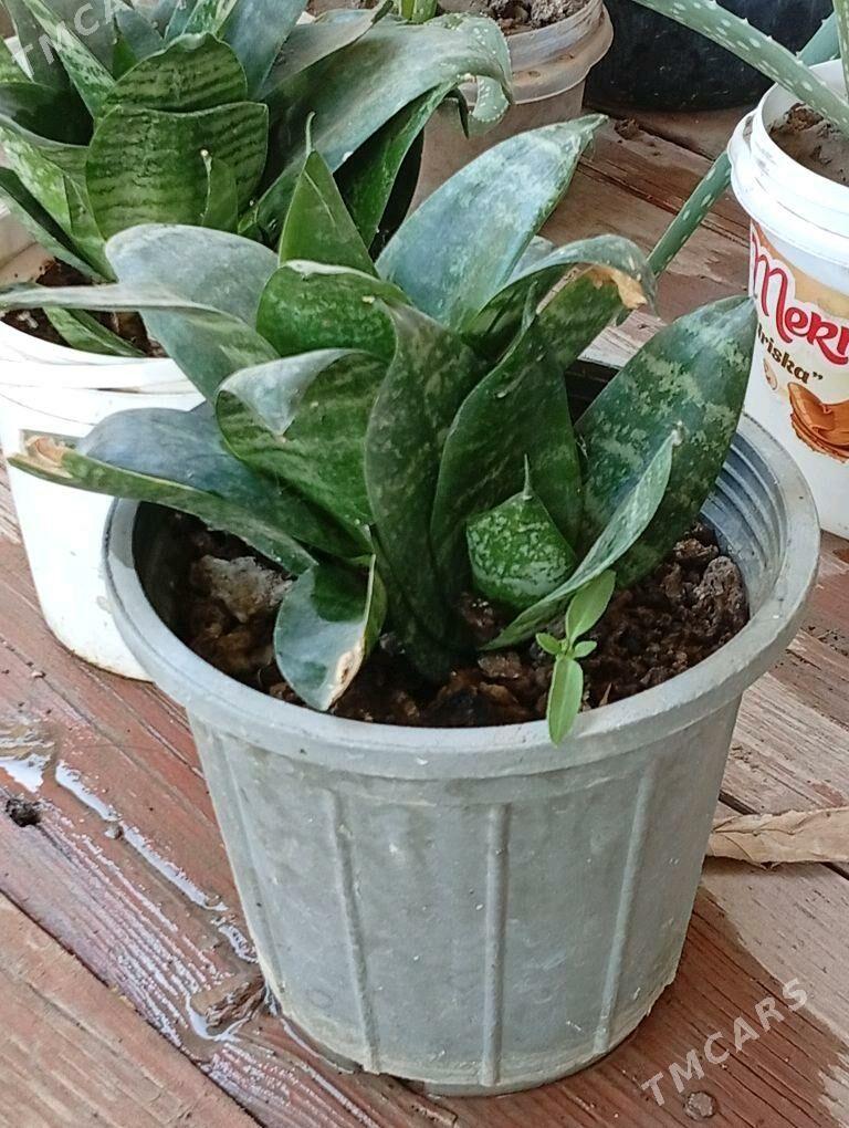 Aloe , Tenne gül, şansiverya - Wekilbazar - img 6