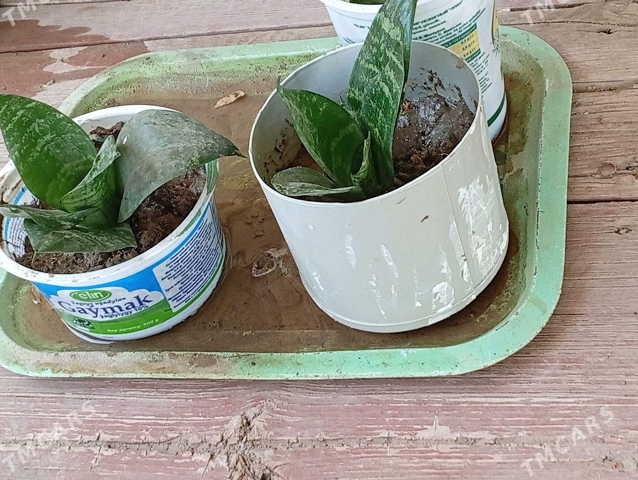 Aloe , Tenne gül, şansiverya - Wekilbazar - img 7