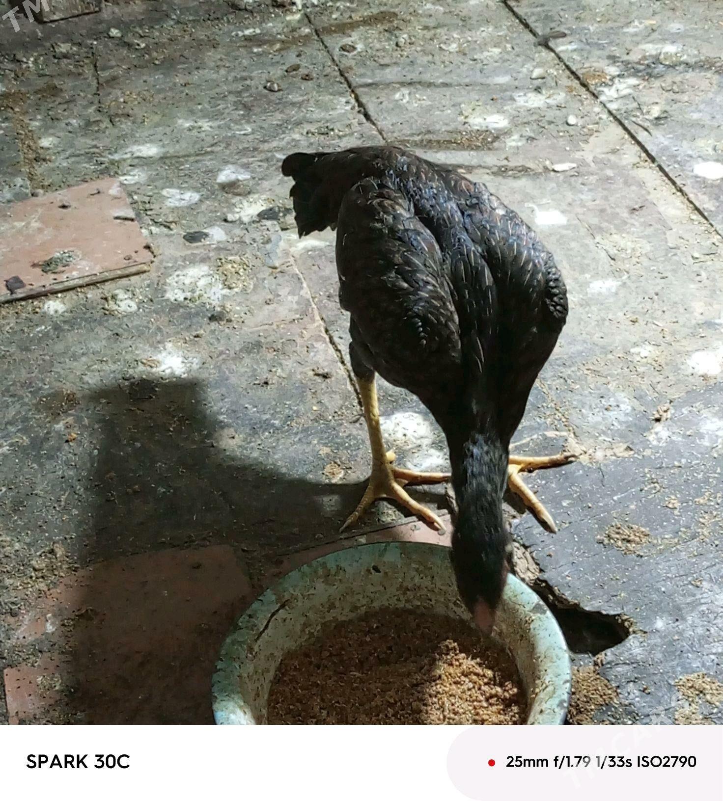 Taşkent - Анев - img 4