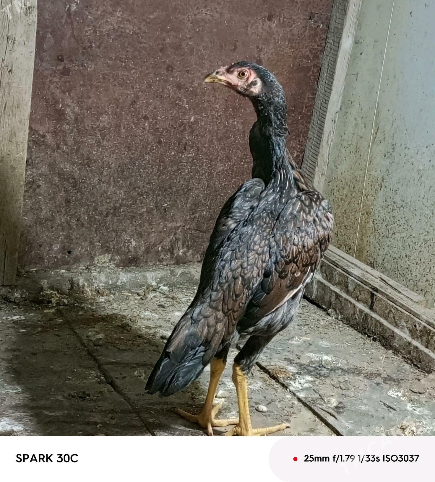 Taşkent - Анев - img 1